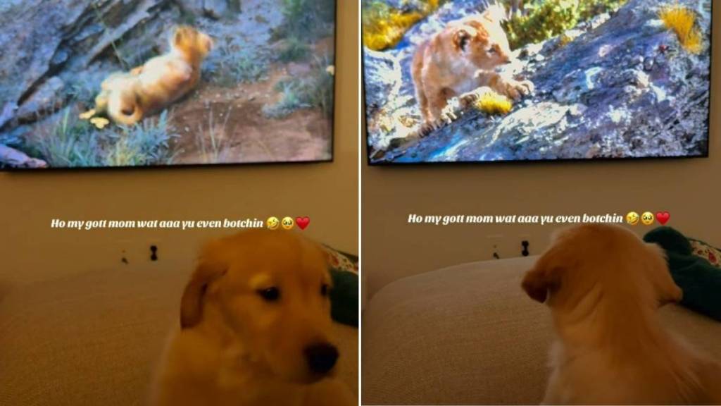 Golden Retriever Puppy Reacts as He's Not Sure What's Playing on TV