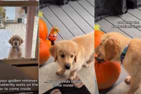Video: Golden Retriever Puppy Can't Decide Between Staying Outside & Coming In