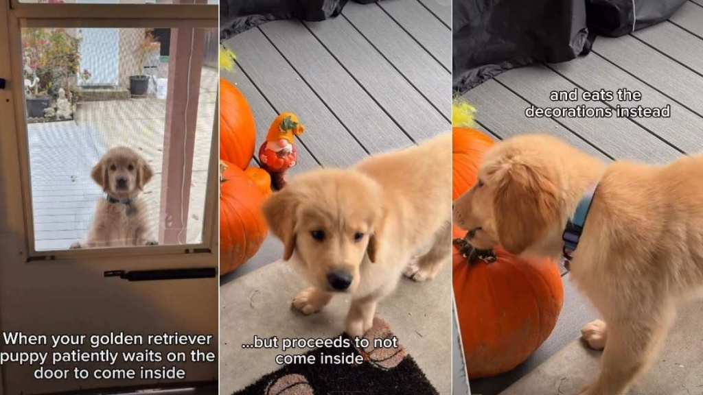 Video: Golden Retriever Puppy Can't Decide Between Staying Outside & Coming In