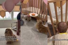 Video: Dachshunds Celebrate Baby’s First Birthday With Balloons