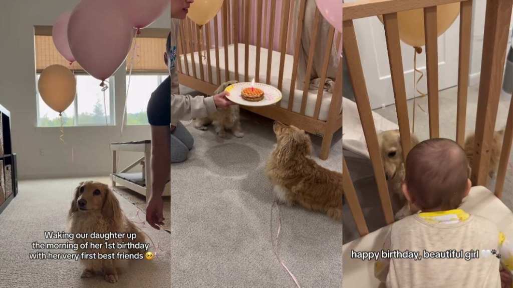 Video: Dachshunds Celebrate Baby’s First Birthday With Balloons