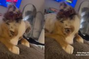 Video: Dog Owner Is Shocked To See Puppy Making Biscuits Like Cats