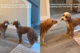 Dogs Are Playing Tug of War, but Not How It’s Meant To Be Played