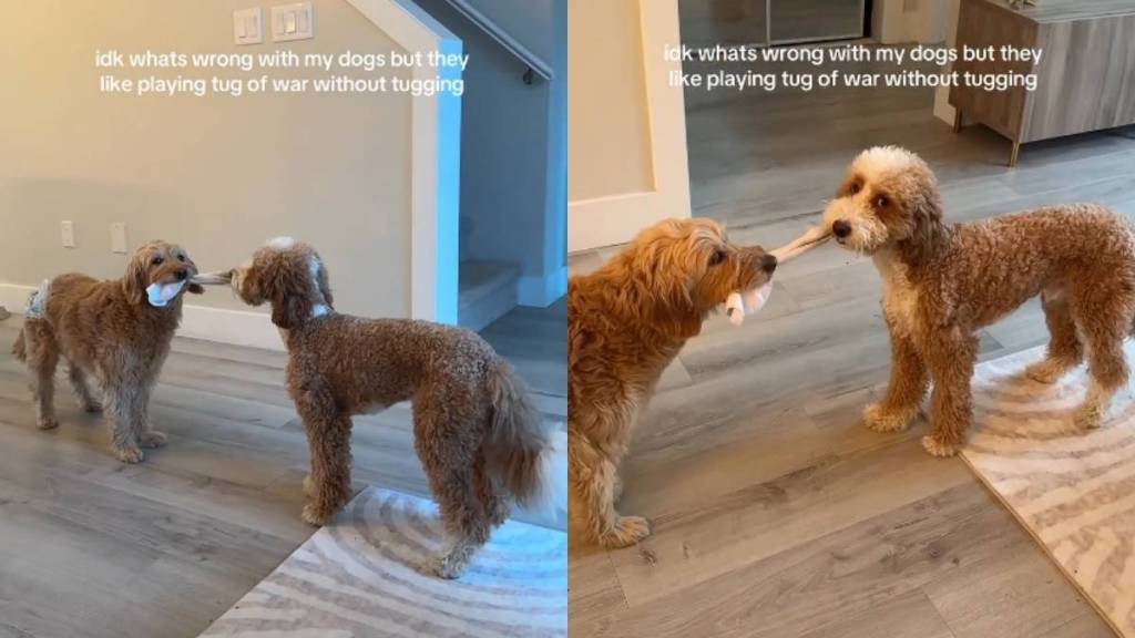 Dogs Are Playing Tug of War, but Not How It’s Meant To Be Played