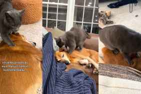 Video: Senior Dog Receives Endless Massages From Cat Sibling