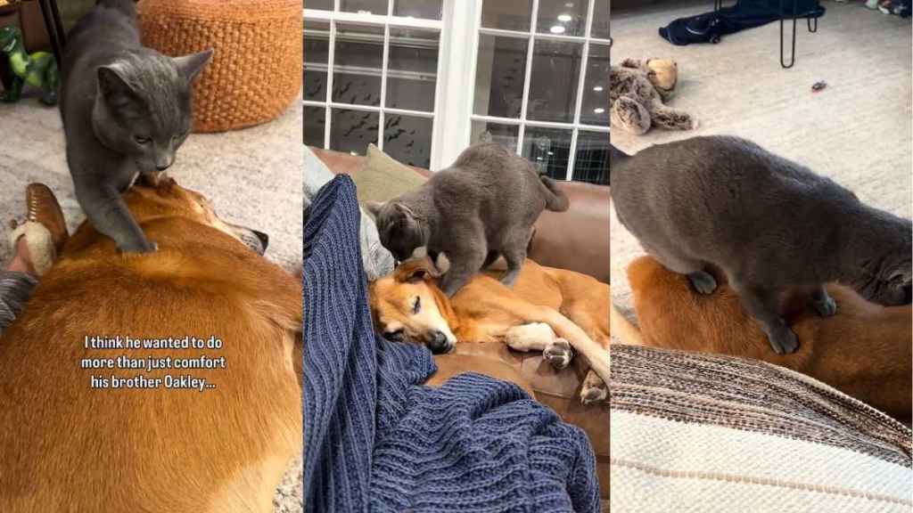 Video: Senior Dog Receives Endless Massages From Cat Sibling