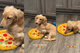 Video: Dachshund Is Sad He Can't Fit on His Pizza Bed Anymore