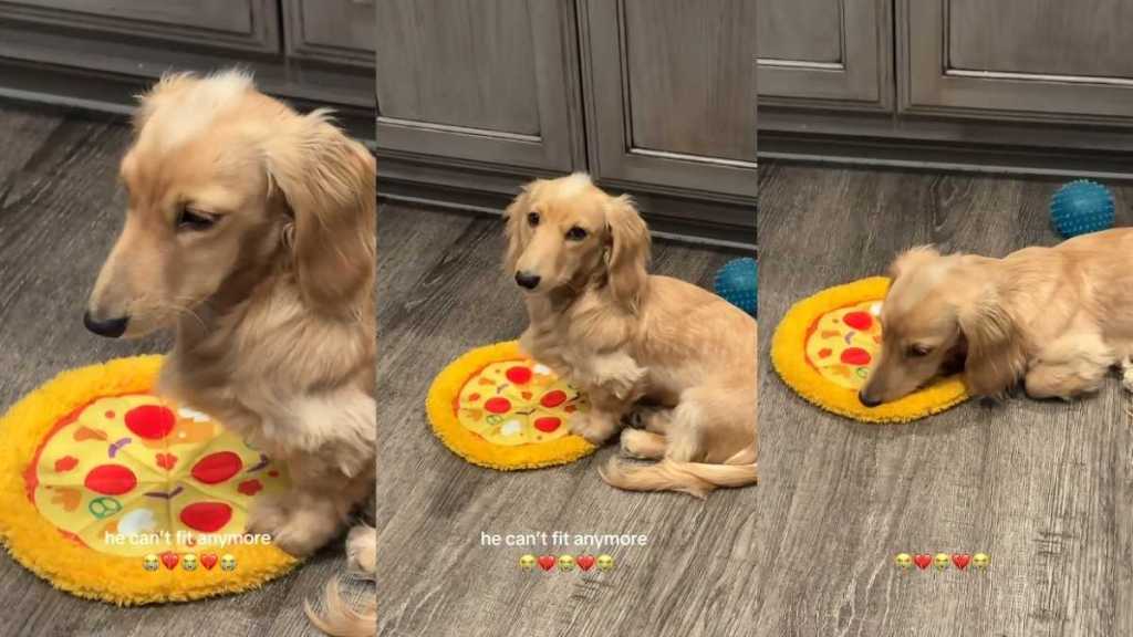Video: Dachshund Is Sad He Can't Fit on His Pizza Bed Anymore