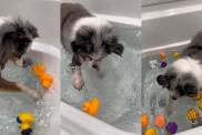 Video: Dog Can't Stop Slapping Rubber Ducks During Bathtime