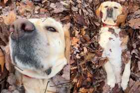 Video: Labrador Goes Viral for Relaxing in a Leaf Pile
