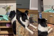 Video: Border Collie Has the Most Adorable Reaction To Meeting Puppies