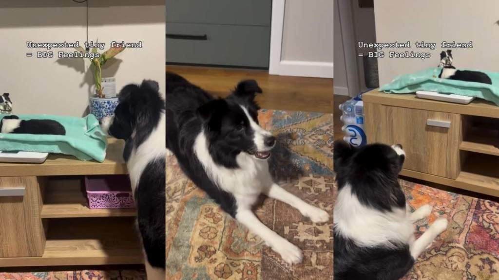 Video: Border Collie Has the Most Adorable Reaction To Meeting Puppies
