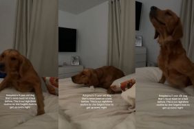 Video: Adopted Dog Who’s ‘Never Been on Bed’ Marks Milestone