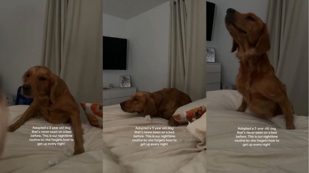Video: Adopted Dog Who’s ‘Never Been on Bed’ Marks Milestone
