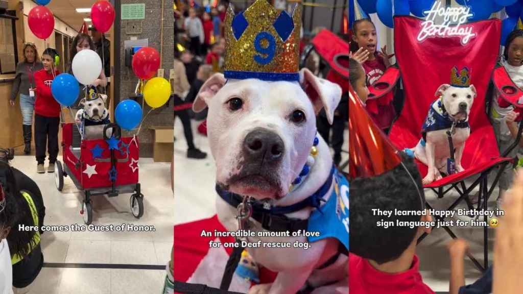 Kids Celebrate Deaf Rescue Dog’s Birthday by Wishing in Sign Language & More
