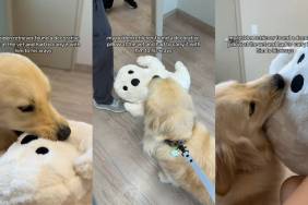 Video: Dog Carries ‘Emotional Support Ghost’ Stuffy to X-Rays
