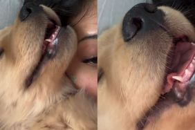 Video: Golden Retriever Puppy ‘Scares’ Owner With His Breathing Pattern