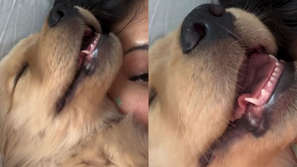 Video: Golden Retriever Puppy ‘Scares’ Owner With His Breathing Pattern