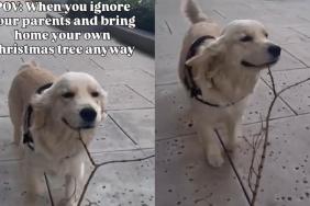 You Have to See This Golden Retriever Carrying Her 'Christmas Tree' Home