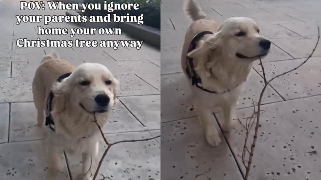 You Have to See This Golden Retriever Carrying Her 'Christmas Tree' Home
