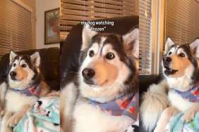 Video: Husky Can't Take Eyes Off TV When 'Frozen' Is Playing