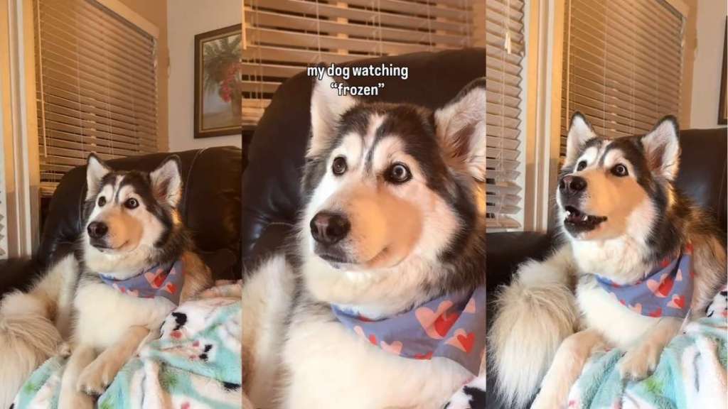 Video: Husky Can't Take Eyes Off TV When 'Frozen' Is Playing