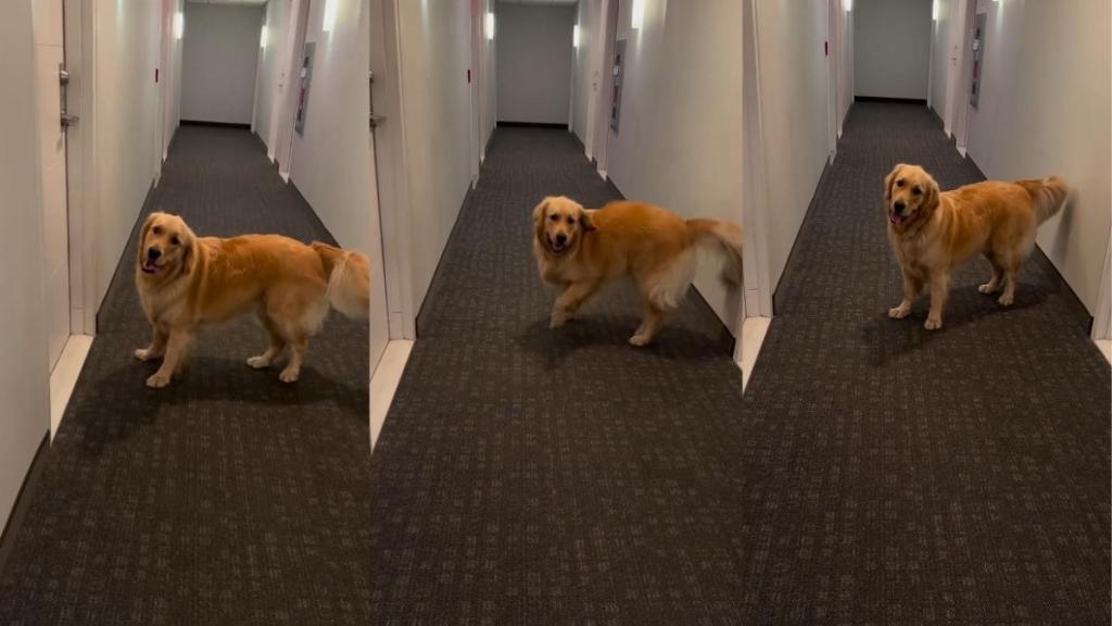 Video: Dog Throws Tantrum When Owner Won’t Open Door Fast Enough