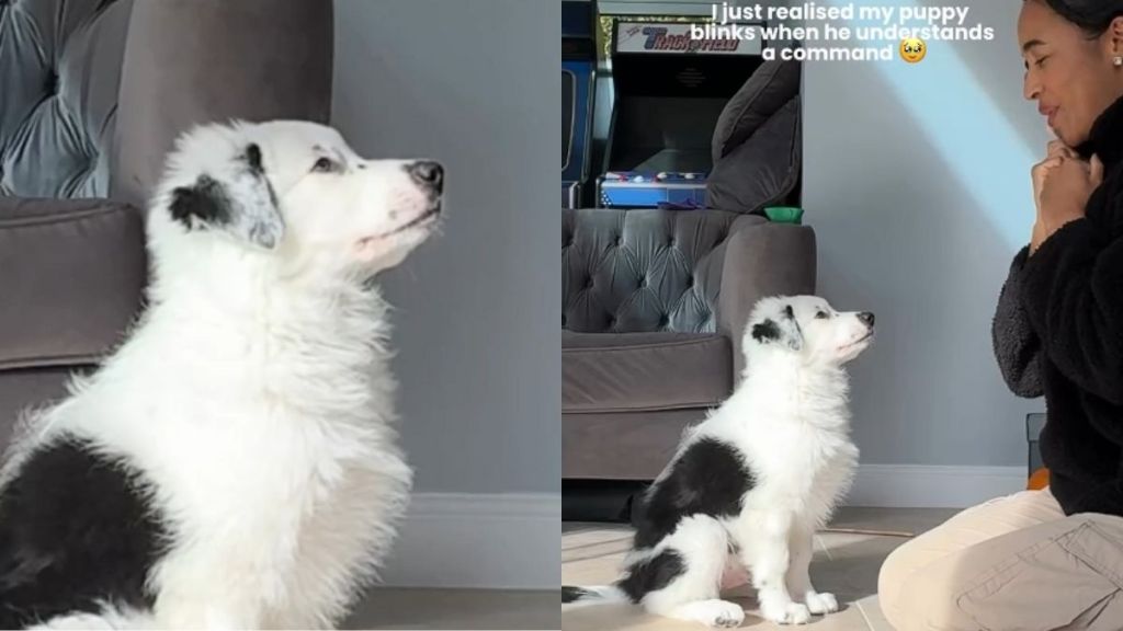 Video: Dog Does This First When He Understands a Command