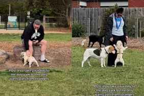 Video: Frenchie Treats Dog Park Like His ‘Personal Fan Club'