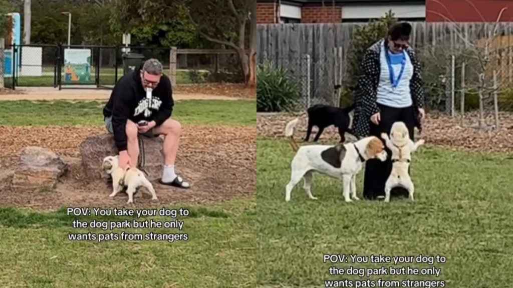 Video: Frenchie Treats Dog Park Like His ‘Personal Fan Club'