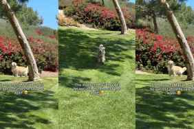 Video: Golden Retriever Meets Owner After He Thought He Got Lost