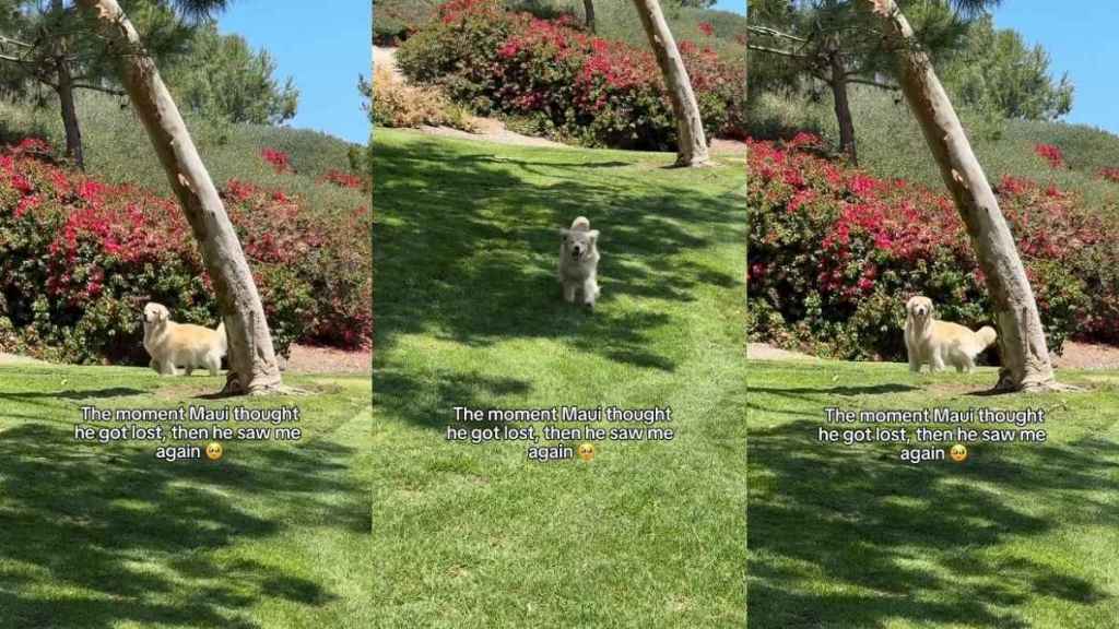 Video: Golden Retriever Meets Owner After He Thought He Got Lost