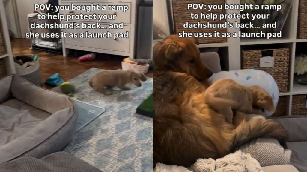 Video: Dachshund Repurposes Ramp as 'Launch Pad'