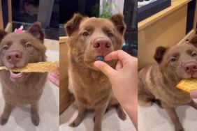 Video: Dog Is Likely the Most Gentle Eater on the Internet