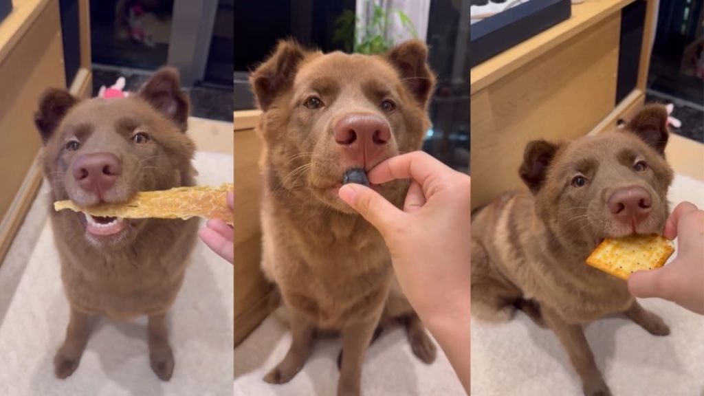Video: Dog Is Likely the Most Gentle Eater on the Internet
