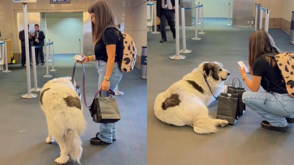 Big Gentle Dog Waits Patiently at the Boarding Gate in Cute Video