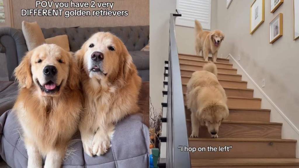 Video Shows What It Looks Like to Have Two 'Very Different' Golden Retrievers