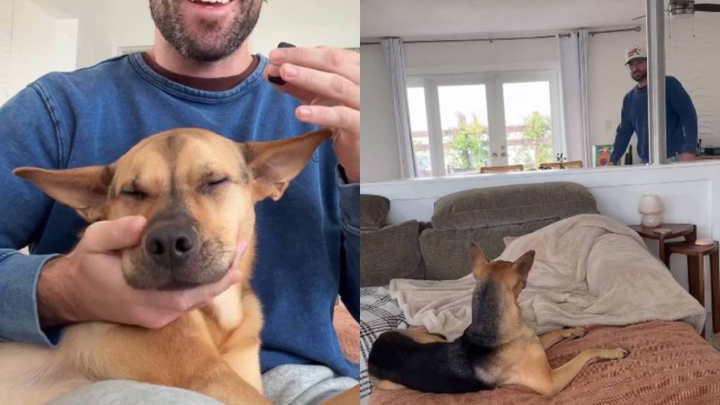 Owner Trains Rescue Puppy to Become a Therapy Dog in Cute Video