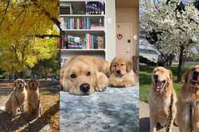 Video Shows What Life Looks Like With 2 Golden Retrievers