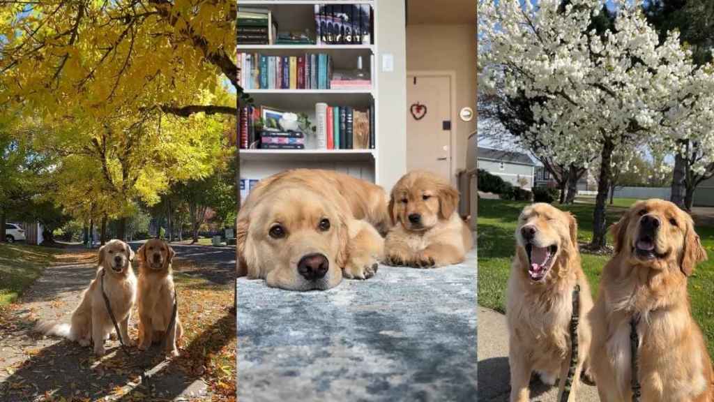 Video Shows What Life Looks Like With 2 Golden Retrievers