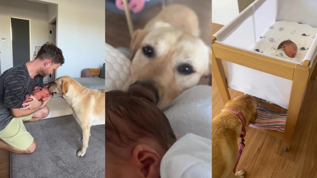 Video: Labrador Meeting 'Human Puppy' Sister Is Too Adorable