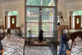Video: Dobermans React Differently To Fake Dog Planted by Owner