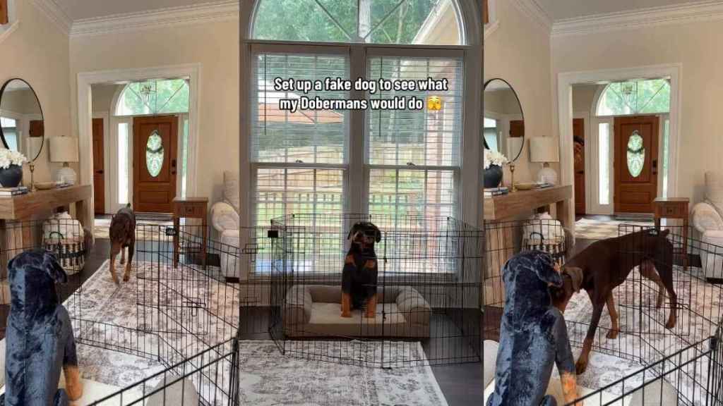 Video: Dobermans React Differently To Fake Dog Planted by Owner