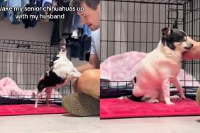 Video: These Senior Chihuahuas Don’t Fancy Daylight Savings