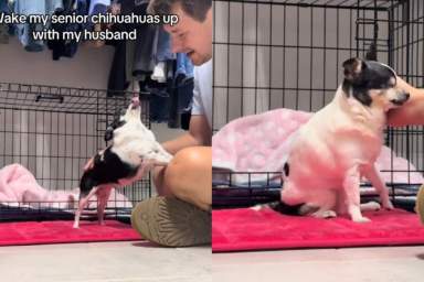 Video: These Senior Chihuahuas Don’t Fancy Daylight Savings