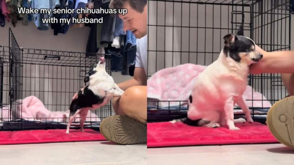 Video: These Senior Chihuahuas Don’t Fancy Daylight Savings