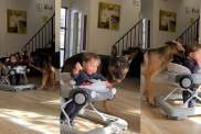 Dogs Guard Toddler on a Walker in Heartwarming Video