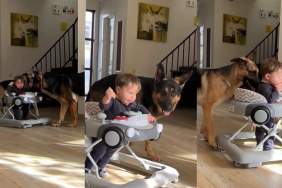 Dogs Guard Toddler on a Walker in Heartwarming Video