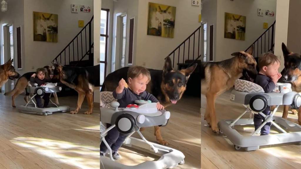 Dogs Guard Toddler on a Walker in Heartwarming Video