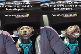 Video Captures the Moment Dog Realizes She’s at Her Favorite Park